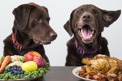 肉や野菜が盛られた皿と2匹の犬