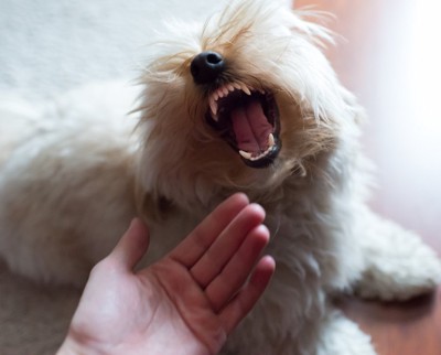 人の手に対して怒る犬