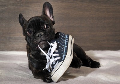 靴を噛む犬