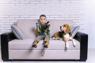 TV鑑賞中の少年と犬