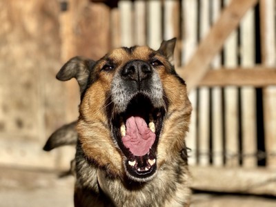 大きなあくびをする犬の顔のアップ