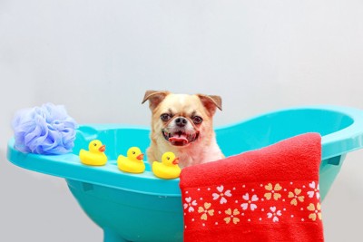 お風呂に入っている犬