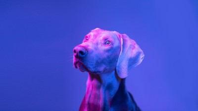 紫をバックに目を開いている犬