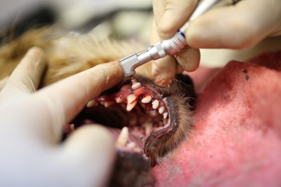歯のケアを受ける犬