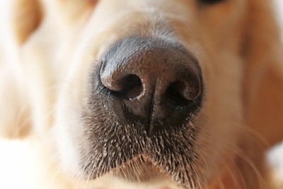 犬の嗅覚