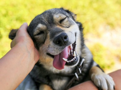 頭を撫でられて笑顔の犬