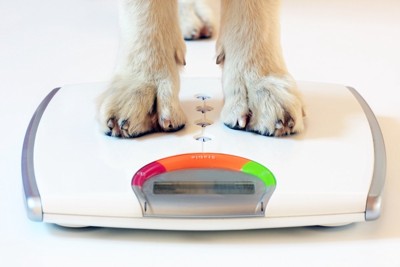体重計に乗る犬の足
