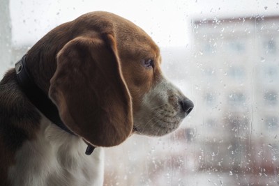 だるそうに雨の外を眺める犬と少年