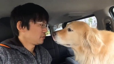 見つめ合う犬と人