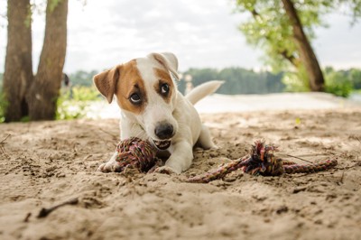 ロープのおもちゃと犬