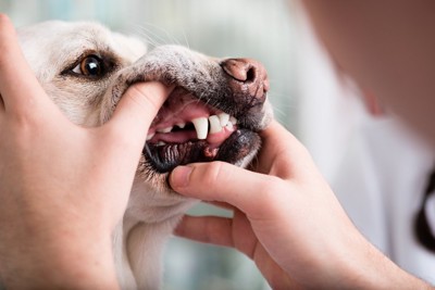 歯を診られる犬