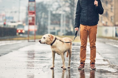 梅雨の時期に散歩をしている犬