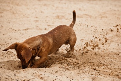 砂浜で穴掘りする犬