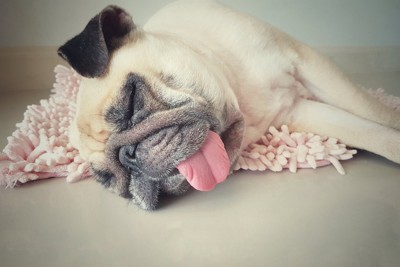 舌を出して寝る犬