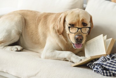ソファで勉強する犬