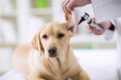 病院で耳の検査を受ける犬