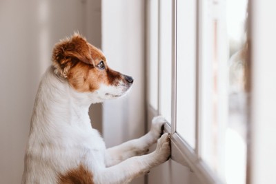 cute small dog standing on two legs and looking away by the window searching or waiting for his owner