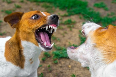 犬同士の喧嘩