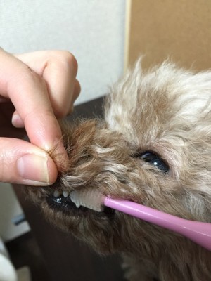 歯ブラシで磨く犬