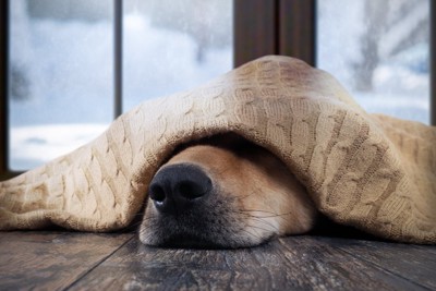 毛布から出ている犬の鼻
