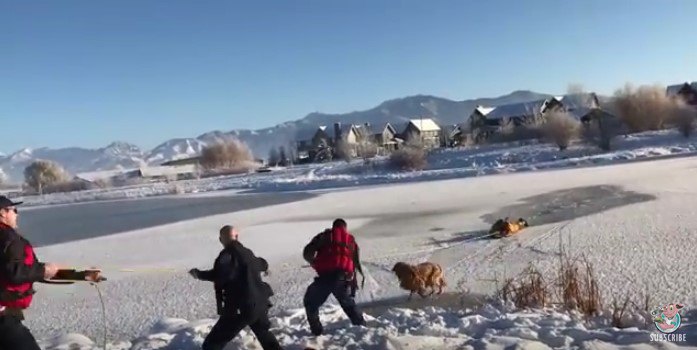 氷上を歩いてきた犬と滑ってくる隊員