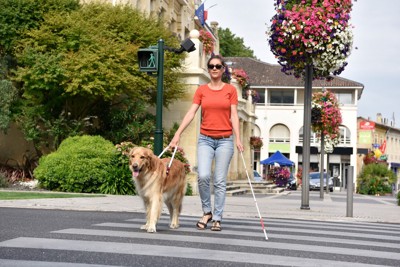 盲導犬と歩く女性