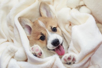 布団の中で笑顔の子犬