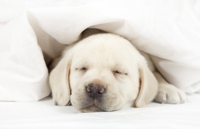 布団をかぶって眠る仔犬