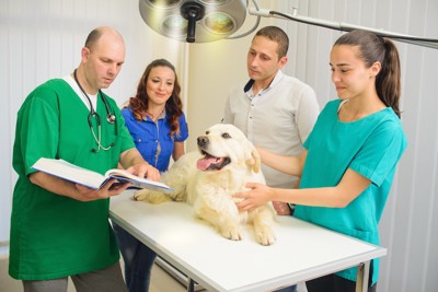 病院で獣医師の診察を補佐する動物看護士