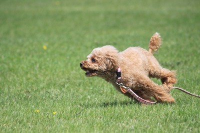 芝生の上をダッシュする犬