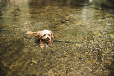 川で泳ぐ犬