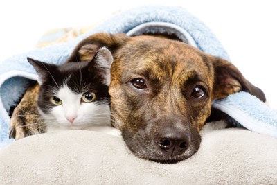 悲しげな顔で毛布に潜る犬と猫