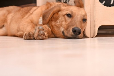 床の上で横になる犬