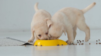 ごはんを食べる2匹の子犬