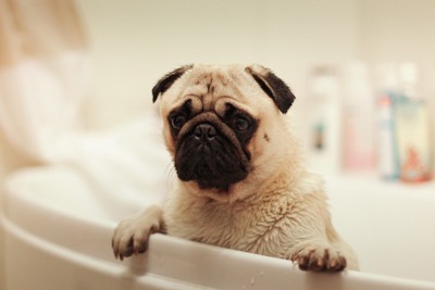 浴槽から嫌そうな顔を出す犬