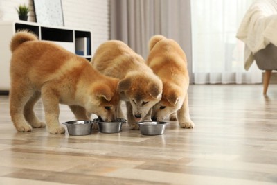 餌を食べる子犬たち