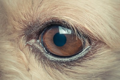 犬の目のアップ
