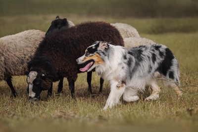 羊をハーディングするオーストラリアンシェパード