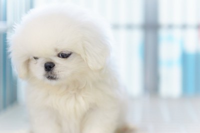 うつむく白いふわふわの犬