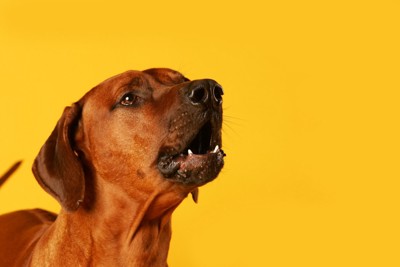 黄色い背景に吠える犬