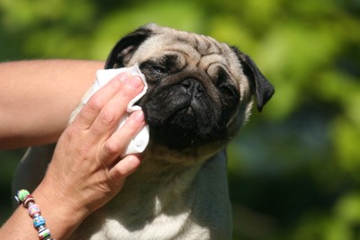 顔を拭く犬