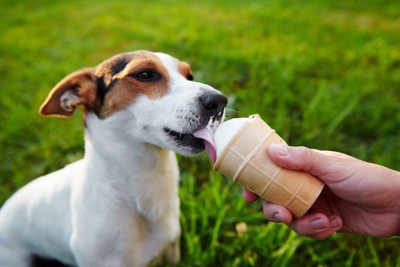 アイスをもらっている犬