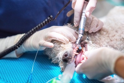歯科手術を受ける白いカーリーヘアの犬