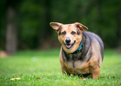 芝生の上に立つ肥満気味な犬