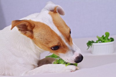 水菜を食べる犬
