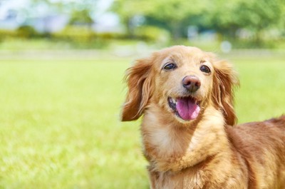 笑顔な犬
