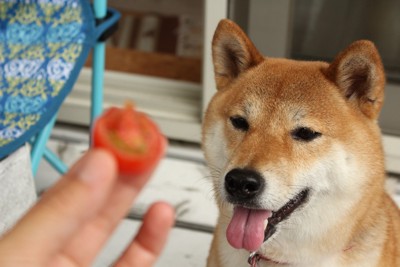 プチトマトを見つめる柴犬