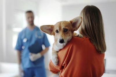病院に訪れる犬