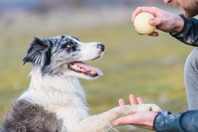 ボールで遊ぶ男性と犬