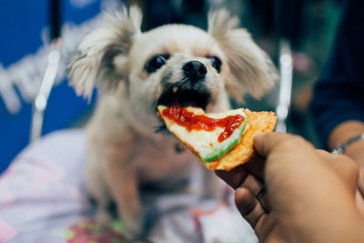 ピザを与えられる小型犬